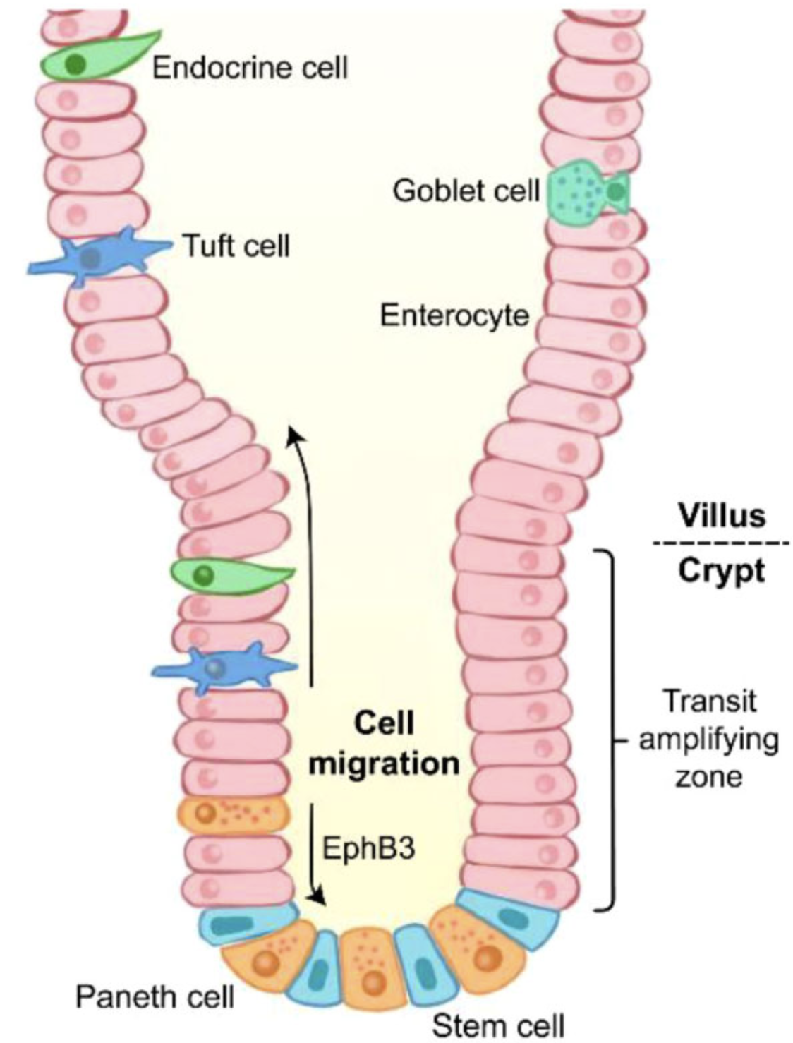 Schematic of the crypt‑villus axis